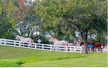 Kentucky Horse Park 