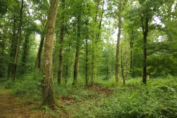 Forêt de Mormal