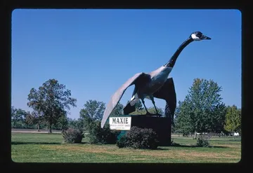 Maxie, the Worlds Largest goose