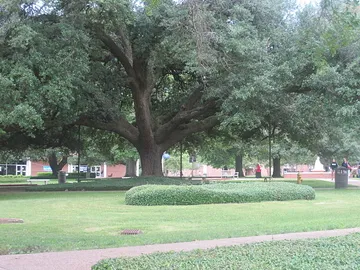 The Louisiana Tech University Arboretum
