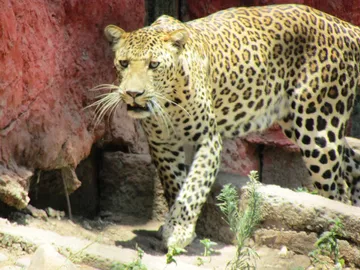 Indore zoo (Kamla Nehru prani Sangrahalay)