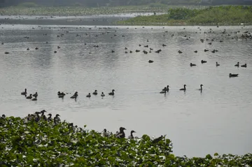 Santragachi  Lake