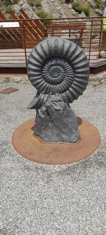 Digne Ammonites