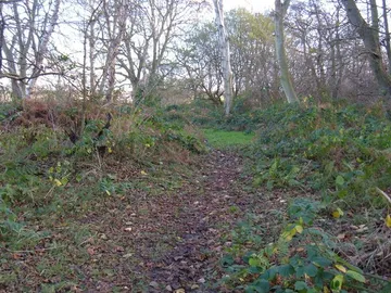North Cliffe Wood Nature Reserve