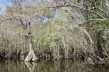 Big Gum Swamp Wilderness