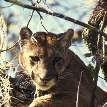 Florida Panther National Wildlife Refuge