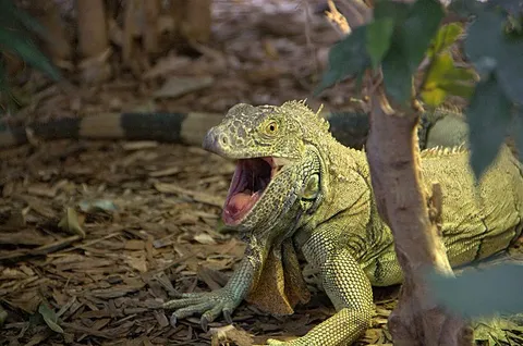 Iguana reptile Zoo