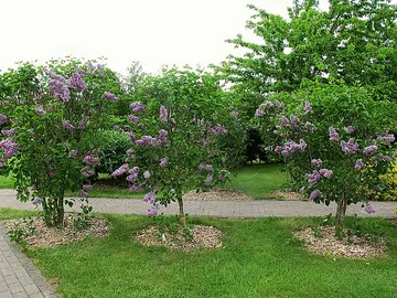 Lilac Arboretum and Children's Forest