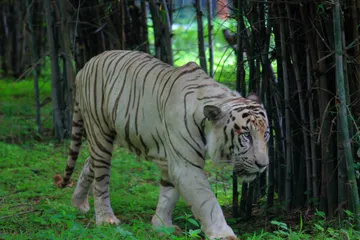 White Tiger Safari & Zoo, Mukundpur, Rewa, Madhya Pradesh