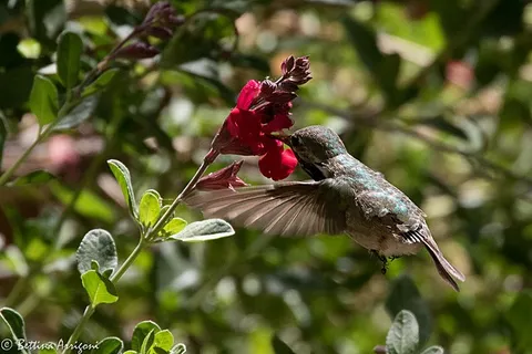 Paton Center for Hummingbirds
