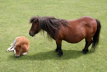 The Miniature Pony Centre