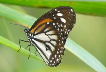 Banteay Srey Butterfly Centre (BBC)