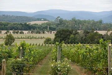 Victoria Valley Vineyards