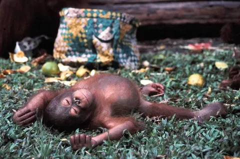 Borneo Orangutan Survival Foundation (BOSF) Nyaru Menteng
