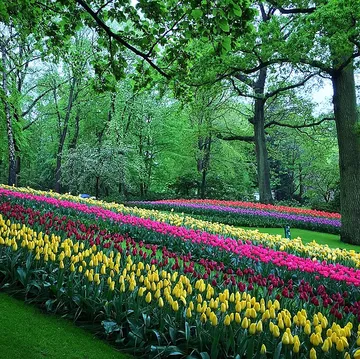 Holland Tulip Gardens & Lanes