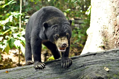 Bornean Sun Bear Conservation Centre (BSBCC)
