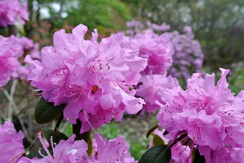Hamilton Rhododendron Gardens