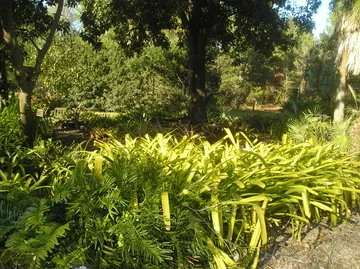 USF Botanical Gardens