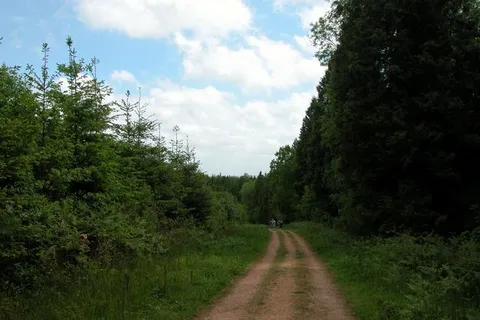 Alice Holt Forest