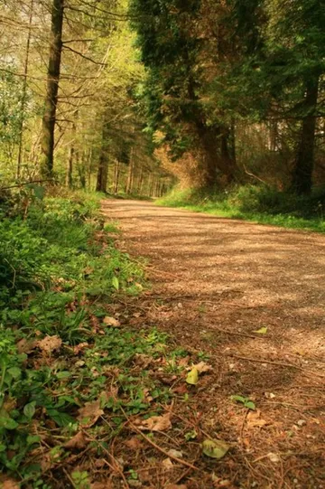 Colligan Wood Walks