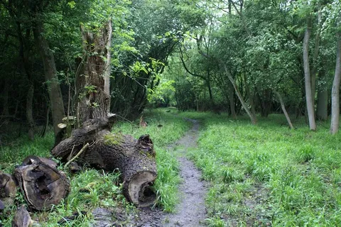 Fineshade Wood
