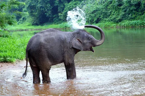 Konni Elephant Reserve