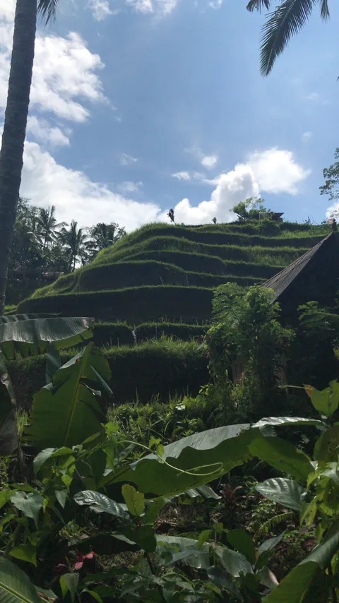 Tegallalang Rice Terrace, Ubud