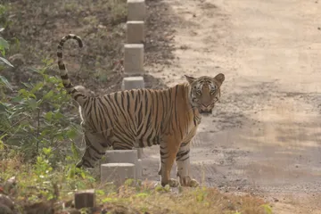 Umred Pauni Karhandla Wildlife Sanctuary And Tiger Reserve