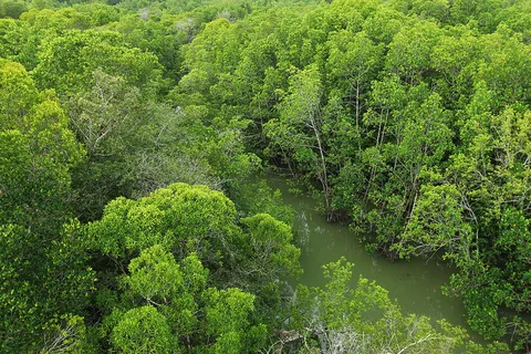 Pulau Kukup Johor National Park