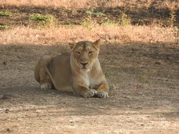 Devalia Safari Park (Gir Interpretation Zone)