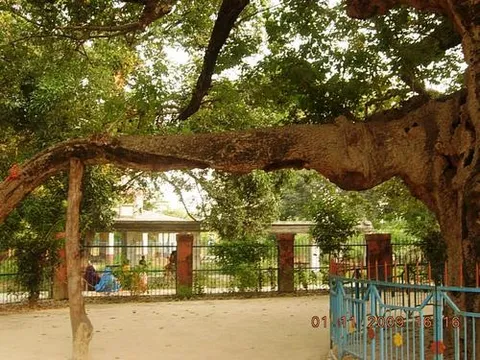 Parijaat Tree