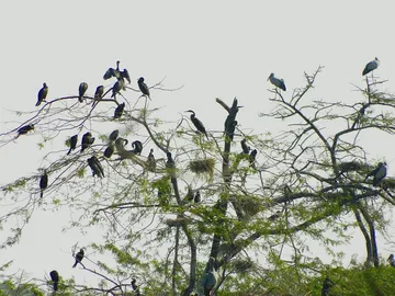Chandra Shekhar Azad Bird Sanctuary