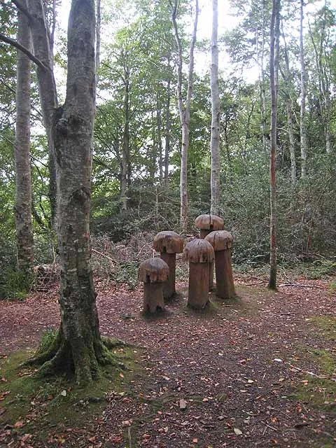 Hazelwood Forest