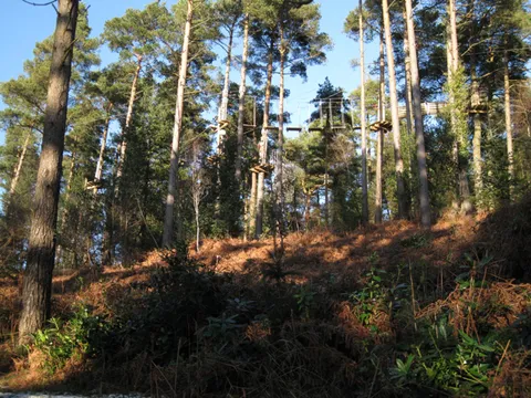 Haldon Forest