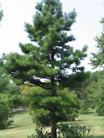 Arkansas Arboretum