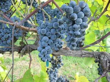 Chaumette Vineyards & Winery