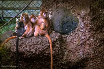 Taman Indonesia Zoo