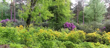 Azalea and Rhododendron Park Kromlau