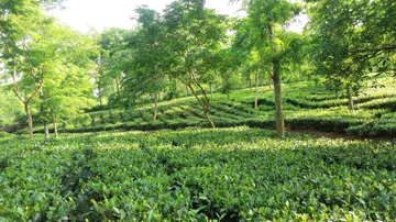 Jalpaiguri Tea Garden