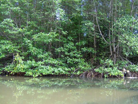 Cần Giờ Mangrove Forest