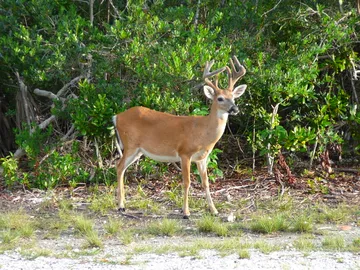 National Key Deer Refuge Nature Center
